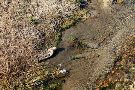 Bottles discarded in nature. Environmental pollution with plastic waste. Hazardous and toxic waste....