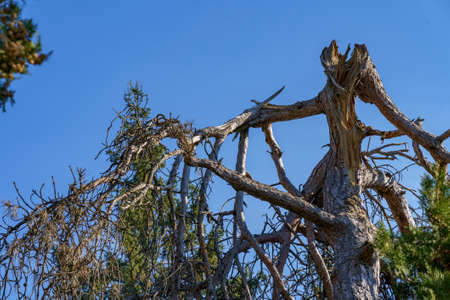 A tree with a broken off top. Fallen branch. Background with copy space for text or inscriptions.の写真素材