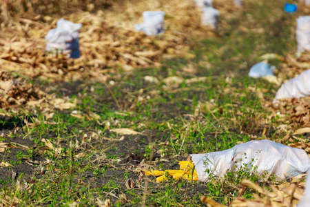 A sack of corn cobs on the field during the harvest season, selective focus. Background with copy space for text.の写真素材