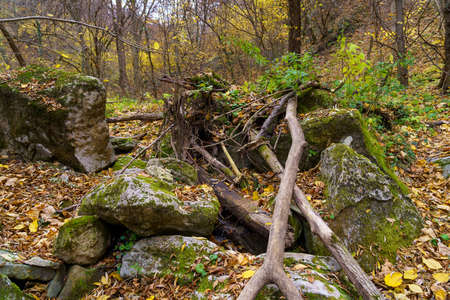 Very beautiful wildlife with stones in the autumn forest. Background with copy space for text or inscriptions. The concept of solitude with natureの写真素材
