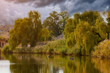 Autumn nature during the period of golden autumn with selective focus and copy space for text or lettering. Backgroundの写真素材