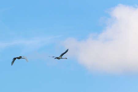 Swans in the wild. Background with copy space for text or inscriptions. Selective focus