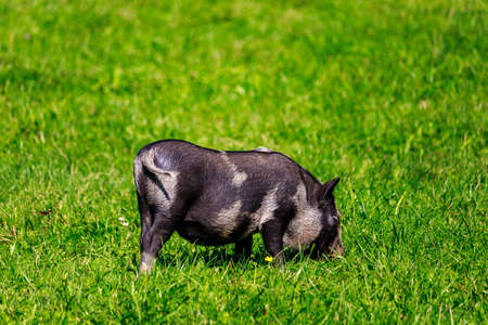 Wild boars in the village in the pasture. Background with copy space for text or inscriptions. Selective focusの写真素材