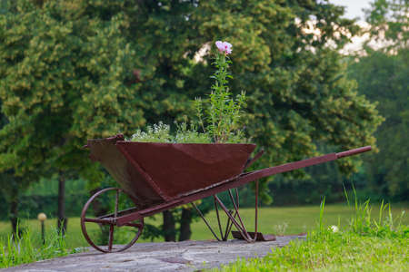 A very beautiful flower bed in the urban environment of the city. Flowers and greenery in landscape design. Background with copy space for text or inscriptions.の写真素材