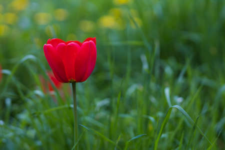 Tulips in the park. Gardening and landscape design for a good life urban environment. Selective focus background and copy space for text or letteringの写真素材