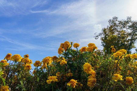 A very beautiful flower bed in the urban environment of the city. Flowers and greenery in landscape design. Background with copy space for text or inscriptions.の写真素材