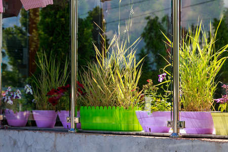 Flowers in pots. Gardening and landscape design for a good life urban environment. Selective focus background and copy space for text or letteringの写真素材