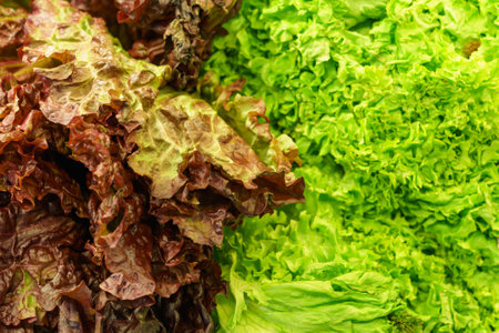 Two types of lettuce leaves. Background with copy space for text or inscriptions.の写真素材