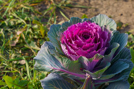 A very beautiful flower bed in the urban environment of the city. Flowers and greenery in landscape design. Background with copy space for text or inscriptions.の写真素材