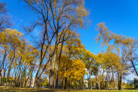 City park during the golden autumn. Background with copy space for text. Illustrative editorial. October 23, 2021 Balti Moldova.のeditorial素材
