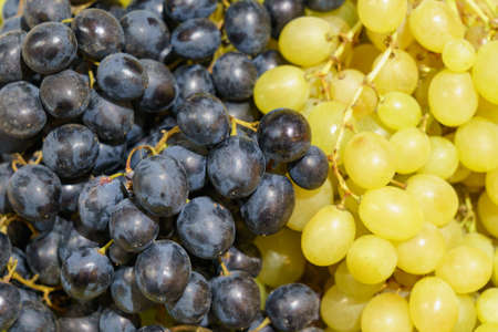 Two types of grapes. Background with copy space for text or inscriptions.の写真素材