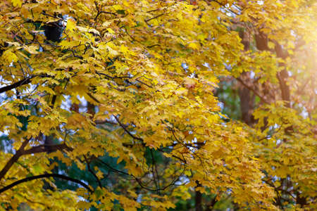 Autumn nature during the period of golden autumn with selective focus and copy space for text or...
