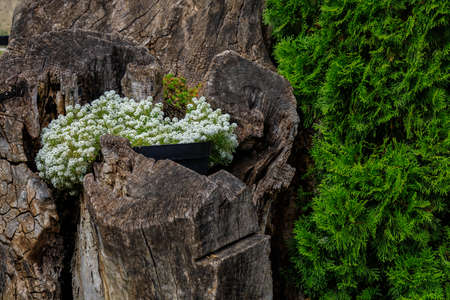 A very beautiful flower bed in the urban environment of the city. Flowers and greenery in landscape design. Background with copy space for text or inscriptions.の写真素材