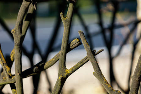 Old retro vintage authentic wood fence hedge from branches. Selective focus background and copy...