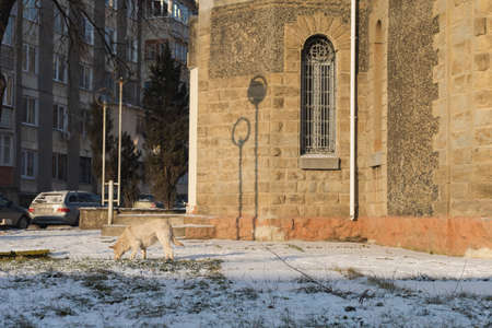 January 19, 2021 Balti Moldova, stray and homeless dogs in the city. Selective focus. Illustrative editorialのeditorial素材