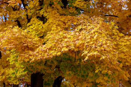 Crowns of autumn bright and colorful trees during the golden autumn. Multicolored foliage with...