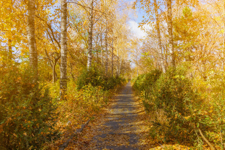 City park during the golden autumn. Nature background with copy space for text or lettering.