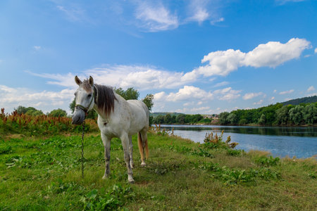 The horse is grazing in the pasture. Background with copy space for textの写真素材