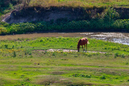 The horse is grazing in the pasture. Background with copy space for textの写真素材