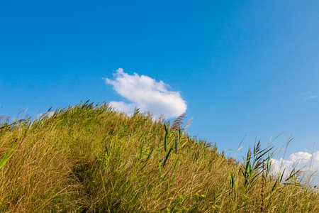 The hilly nature of Eastern Europe. Background with copy space for text or inscriptions, tonedの写真素材