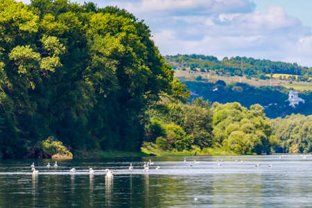 Swans in the wild. Background with copy space for text or inscriptions. Selective focusの写真素材