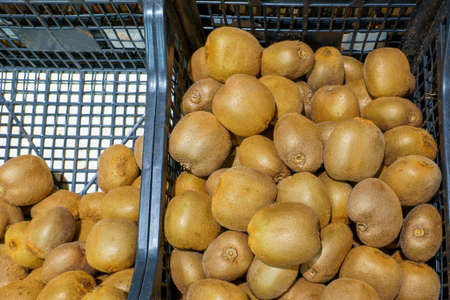 Farm organic kiwi. Natural vitamins in a retail grocery store. Selective focus with copy space for text.の写真素材