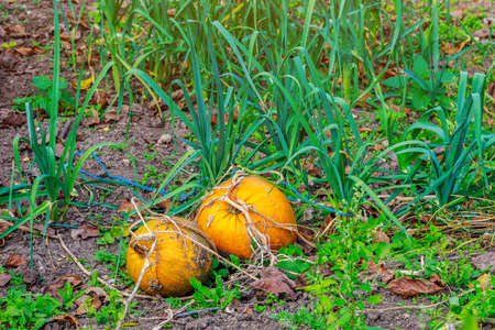 Ripening harvest of pumpkins in the vegetable garden on the farm. Background with copy space for...