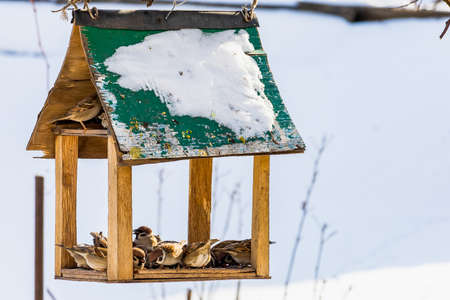 Homemade feeder. Traditional winter feeding of birds to help them get through the rough season. Backgroundの写真素材