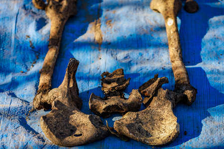 Human remains on blue burlap. Archaeological excavations of forensic bones for examination....