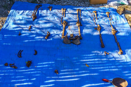 Human remains on blue burlap. Archaeological excavations of forensic bones for examination. Background with copy space for text or inscriptionの写真素材
