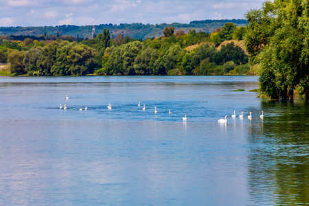 Swans in the wild. Background with copy space for text or inscriptions. Selective focus