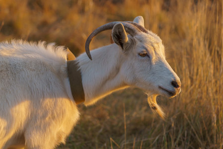 A goat grazes in a village meadow, close-up of the head. Background with copy space for text or inscriptionの写真素材