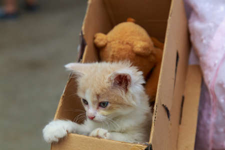 Cute fluffy little kitten in a cardboard box, outdoors lifestyle.