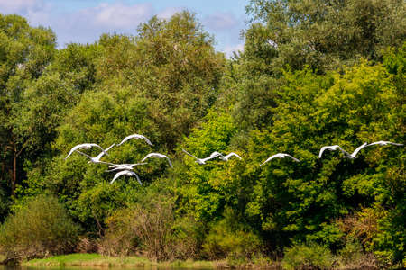 Swans in the wild. Background with copy space for text or inscriptions. Selective focusの写真素材
