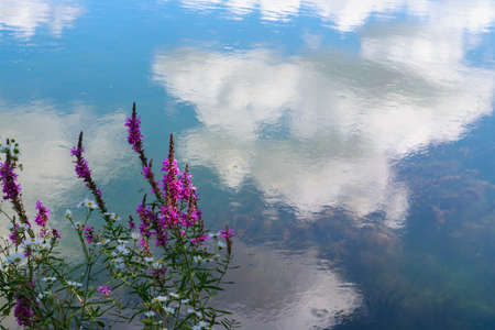 Abstract background of a flowering plant in the wild on the back of the water surface. Natural...