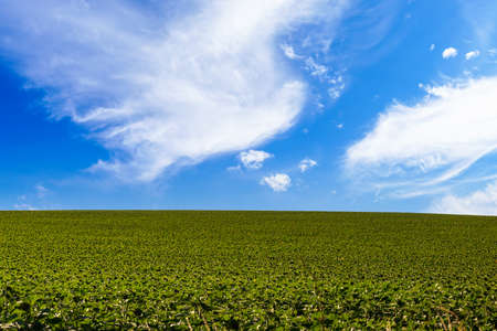 Agricultural fields with fertile soil in an agrarian country. Background with copy space for text or inscriptionの写真素材