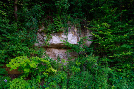 Thickets of wild plants in nature. Background with copy space for text or lettering.の写真素材
