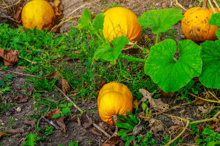 Ripening harvest of pumpkins in the vegetable garden on the farm. Background with copy space for textの写真素材