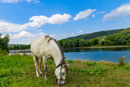 The horse is grazing in the pasture. Background with copy space for textの写真素材