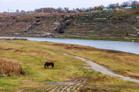 A horse grazes in a village pasture near a small river. Background with beautiful nature and copy...