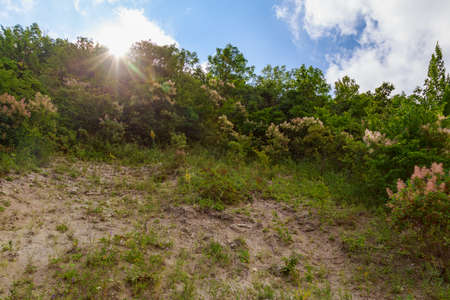 Woodland. Nature background with copy space for text or lettering.