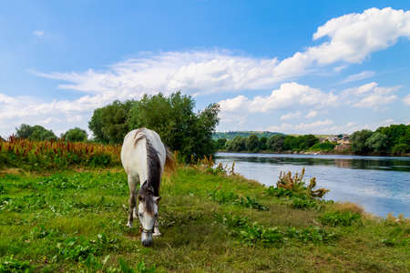 The horse is grazing in the pasture. Background with copy space for textの写真素材