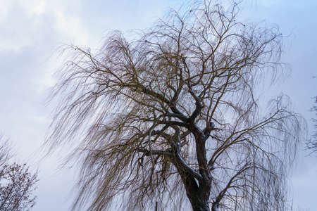 Willow tree in winter in the wind. Background with copy space for textの写真素材
