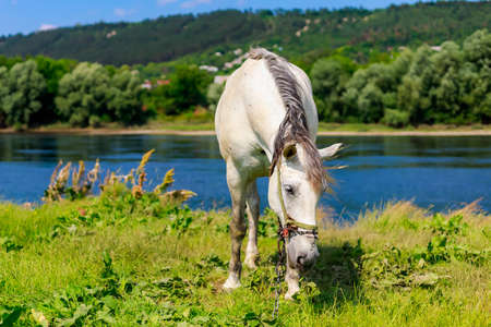 The horse is grazing in the pasture. Background with copy space for textの写真素材