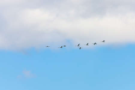 Swans in the wild. Background with copy space for text or inscriptions. Selective focusの写真素材