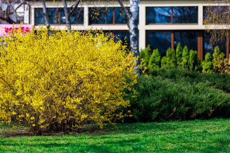 Yellow flowering Forsythia bush in spring. Selective focus. Background with copy space for text or inscriptionの写真素材