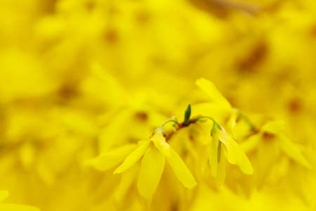 Yellow flowering Forsythia bush in spring. Selective focus. Background with copy space for text or inscriptionの写真素材