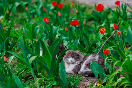 Street cat in the garden on the flower bed. Selective focus with blurred background and copy space for text or lettering.の写真素材