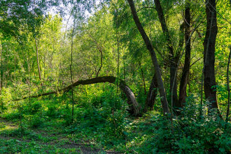 Woodland. Nature background with copy space for text or lettering.の写真素材
