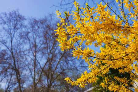 Branches of Yellow flowering Forsythia on a blurred background of an urban environment. Background...